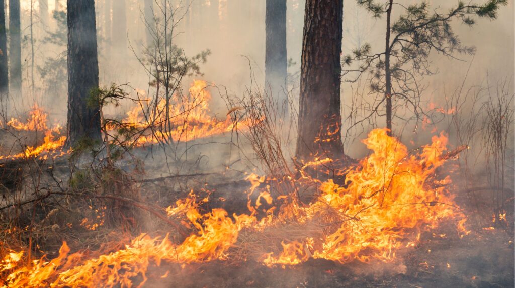 mégot feu de forêt